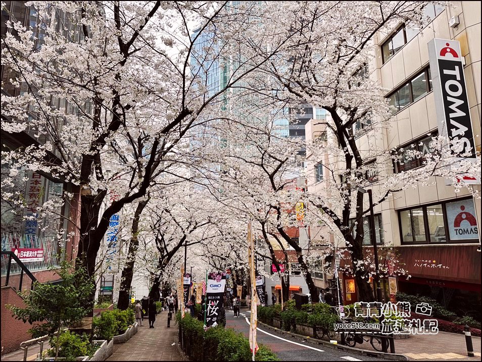 東京澀谷賞櫻景點》櫻丘櫻花坂道,超人氣賞櫻景點~白天夜晚都美麗 @青青小熊*旅遊札記 東京澀谷賞櫻景點》櫻丘櫻花坂道,超人氣賞櫻景點~白天夜晚都美麗 @青青小熊*旅遊札記