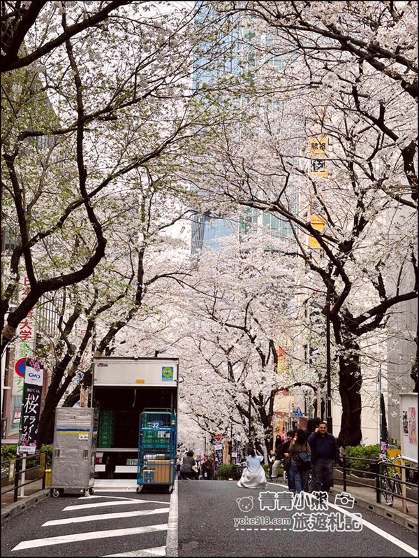 東京澀谷賞櫻景點》櫻丘櫻花坂道,超人氣賞櫻景點~白天夜晚都美麗 @青青小熊*旅遊札記 東京澀谷賞櫻景點》櫻丘櫻花坂道,超人氣賞櫻景點~白天夜晚都美麗 @青青小熊*旅遊札記