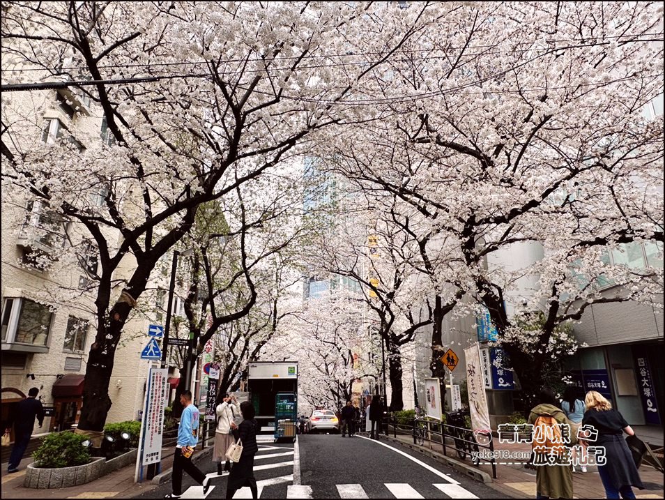 東京澀谷賞櫻景點》櫻丘櫻花坂道,超人氣賞櫻景點~白天夜晚都美麗 @青青小熊*旅遊札記 東京澀谷賞櫻景點》櫻丘櫻花坂道,超人氣賞櫻景點~白天夜晚都美麗 @青青小熊*旅遊札記