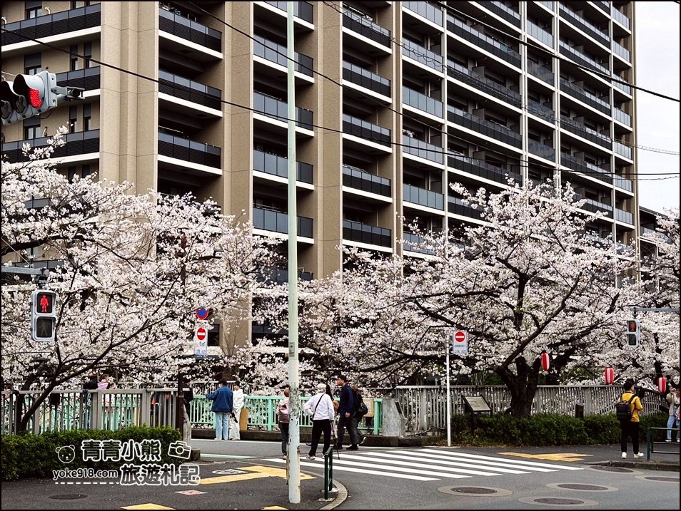 東京澀谷賞櫻景點》櫻丘櫻花坂道，超人氣賞櫻景點~白天夜晚都美麗 @青青小熊＊旅遊札記