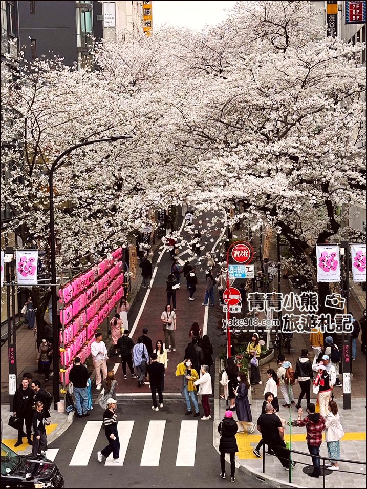 東京澀谷賞櫻景點》櫻丘櫻花坂道,超人氣賞櫻景點~白天夜晚都美麗 @青青小熊*旅遊札記 東京澀谷賞櫻景點》櫻丘櫻花坂道,超人氣賞櫻景點~白天夜晚都美麗 @青青小熊*旅遊札記
