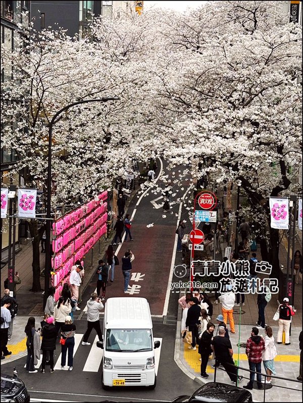東京澀谷賞櫻景點》櫻丘櫻花坂道，超人氣賞櫻景點~白天夜晚都美麗 @青青小熊＊旅遊札記