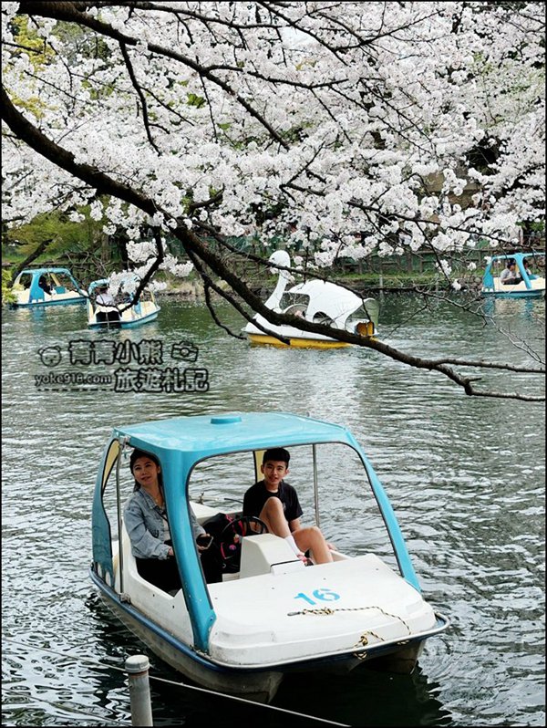 東京賞櫻景點》井之頭恩賜公園~吉祥寺櫻花名所百選，櫻花季來這划船賞櫻好悠閒 @青青小熊＊旅遊札記
