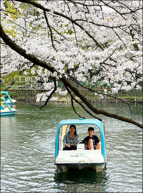 東京賞櫻景點》井之頭恩賜公園~吉祥寺櫻花名所百選，櫻花季來這划船賞櫻好悠閒 @青青小熊＊旅遊札記
