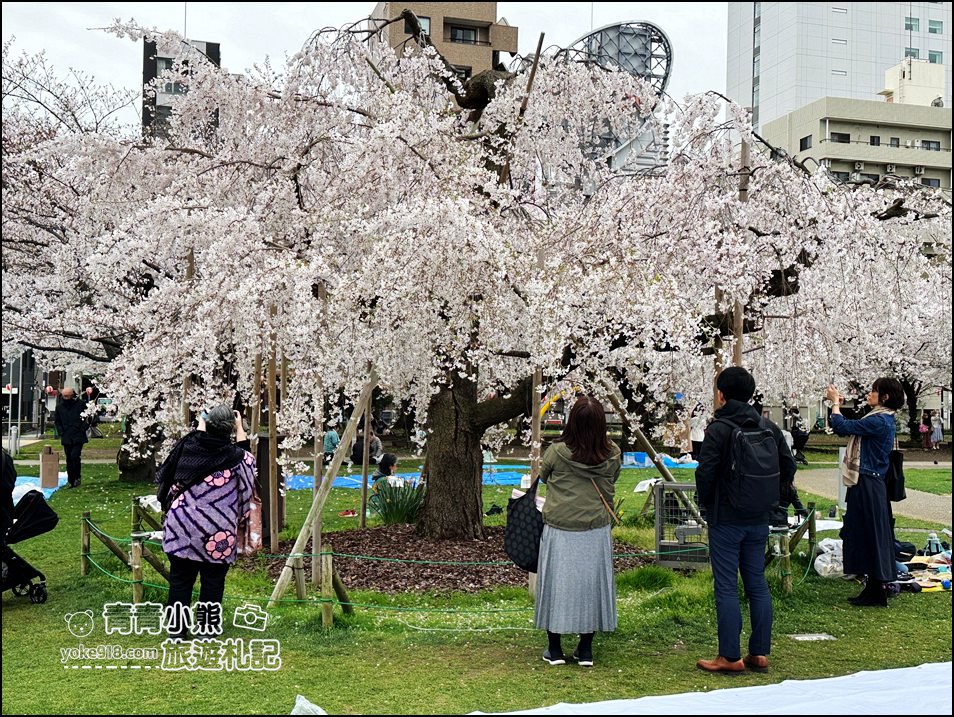 東京櫻花景點》錦糸町錦糸公園賞櫻花~與晴空塔一起野餐賞櫻 @青青小熊＊旅遊札記