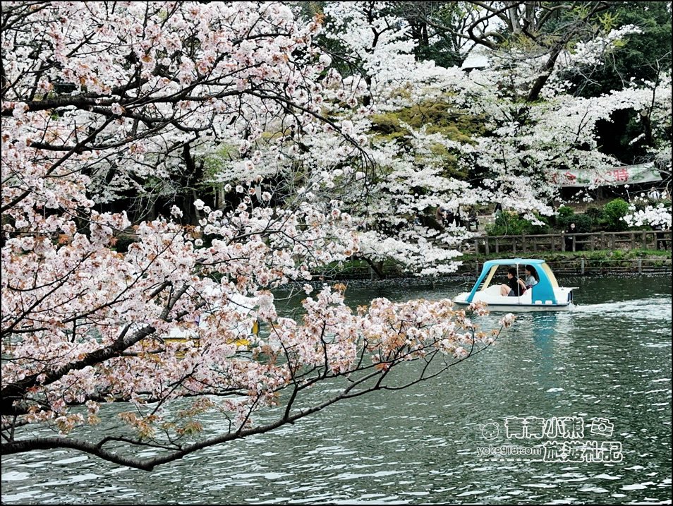 東京賞櫻景點》井之頭恩賜公園~吉祥寺櫻花名所百選，櫻花季來這划船賞櫻好悠閒 @青青小熊＊旅遊札記