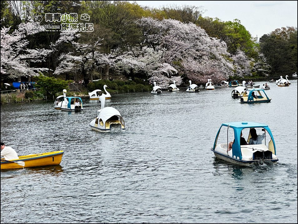 東京賞櫻景點》井之頭恩賜公園~吉祥寺櫻花名所百選，櫻花季來這划船賞櫻好悠閒 @青青小熊＊旅遊札記