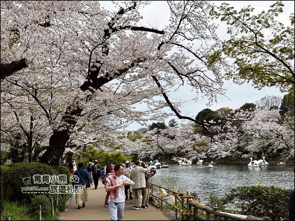 東京賞櫻景點》井之頭恩賜公園~吉祥寺櫻花名所百選，櫻花季來這划船賞櫻好悠閒 @青青小熊＊旅遊札記