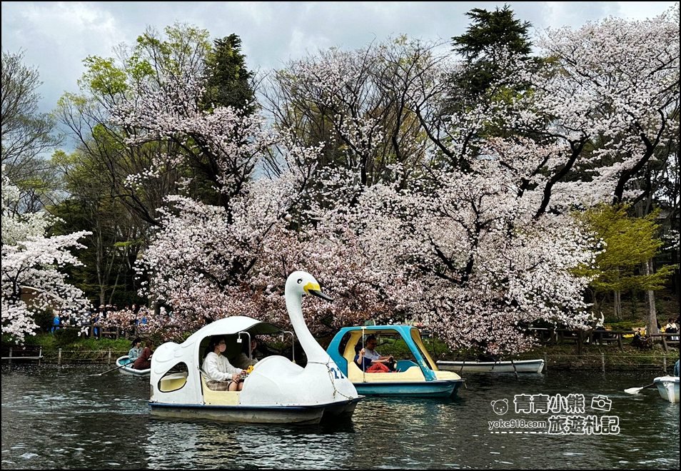 東京賞櫻景點》井之頭恩賜公園~吉祥寺櫻花名所百選，櫻花季來這划船賞櫻好悠閒 @青青小熊＊旅遊札記