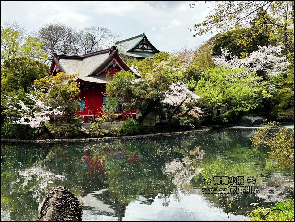 東京賞櫻景點》井之頭恩賜公園~吉祥寺櫻花名所百選，櫻花季來這划船賞櫻好悠閒 @青青小熊＊旅遊札記