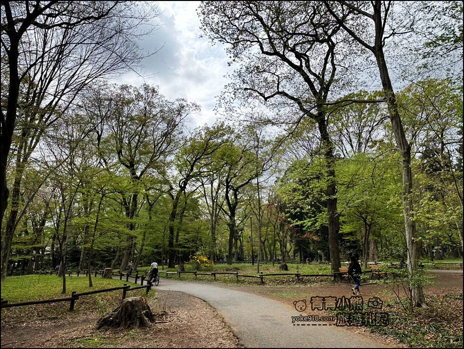 東京賞櫻景點》井之頭恩賜公園~吉祥寺櫻花名所百選，櫻花季來這划船賞櫻好悠閒 @青青小熊＊旅遊札記