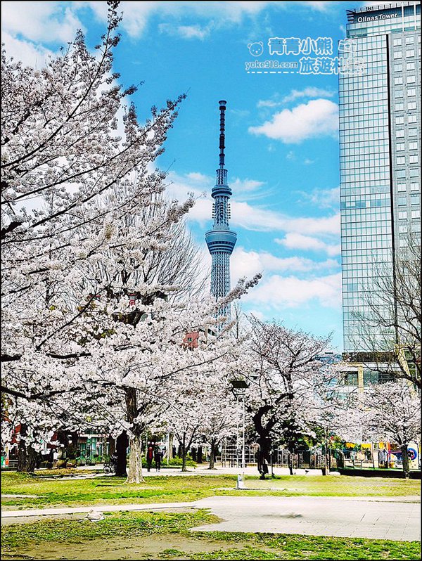 東京櫻花景點》錦糸町錦糸公園賞櫻花~與晴空塔一起野餐賞櫻 @青青小熊＊旅遊札記