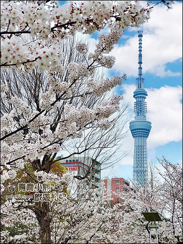 東京櫻花景點》錦糸町錦糸公園賞櫻花~與晴空塔一起野餐賞櫻 @青青小熊＊旅遊札記