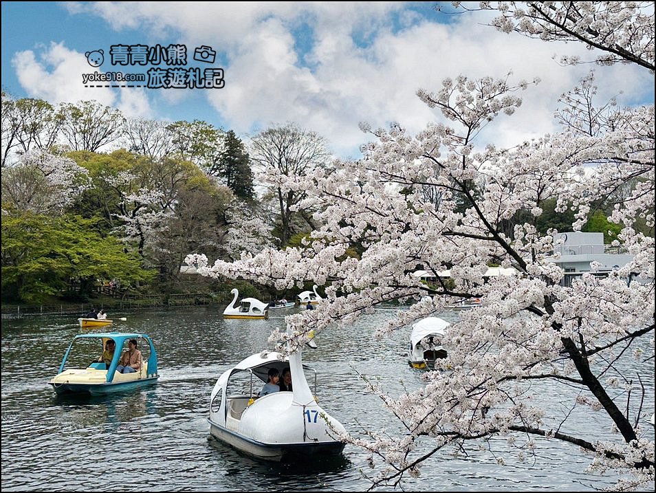 東京賞櫻景點》井之頭恩賜公園~吉祥寺櫻花名所百選，櫻花季來這划船賞櫻好悠閒 @青青小熊＊旅遊札記