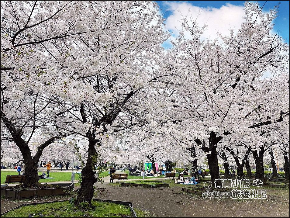 東京櫻花景點》錦糸町錦糸公園賞櫻花~與晴空塔一起野餐賞櫻 @青青小熊＊旅遊札記