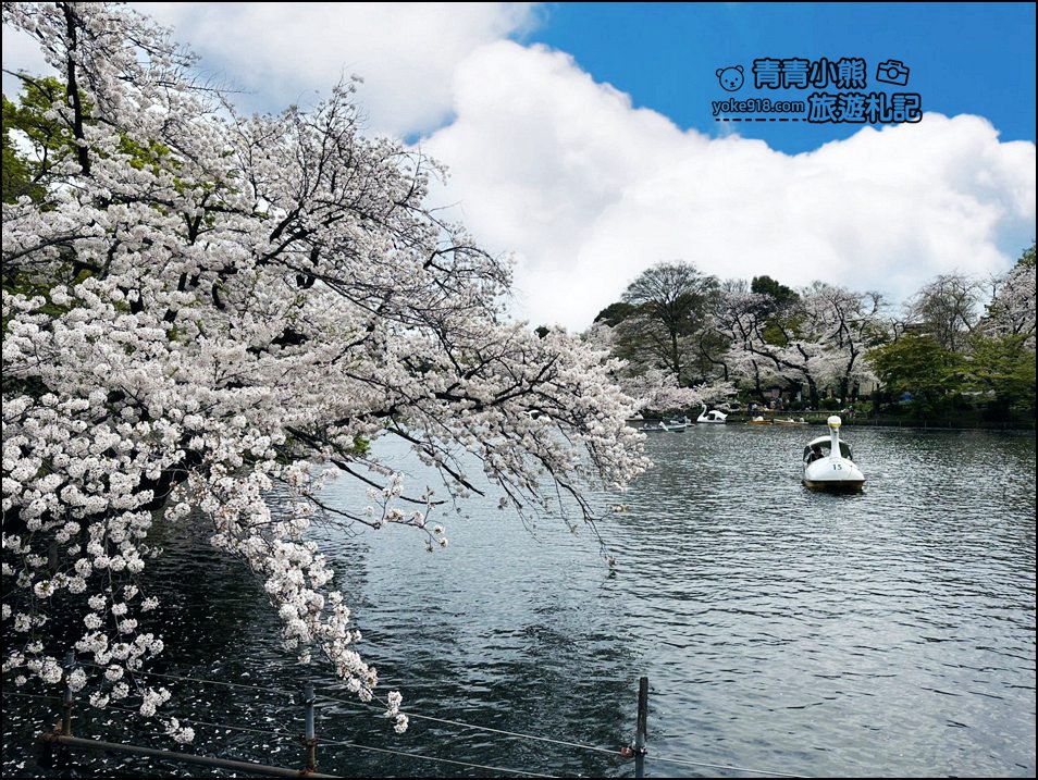 東京賞櫻景點》井之頭恩賜公園~吉祥寺櫻花名所百選，櫻花季來這划船賞櫻好悠閒 @青青小熊＊旅遊札記
