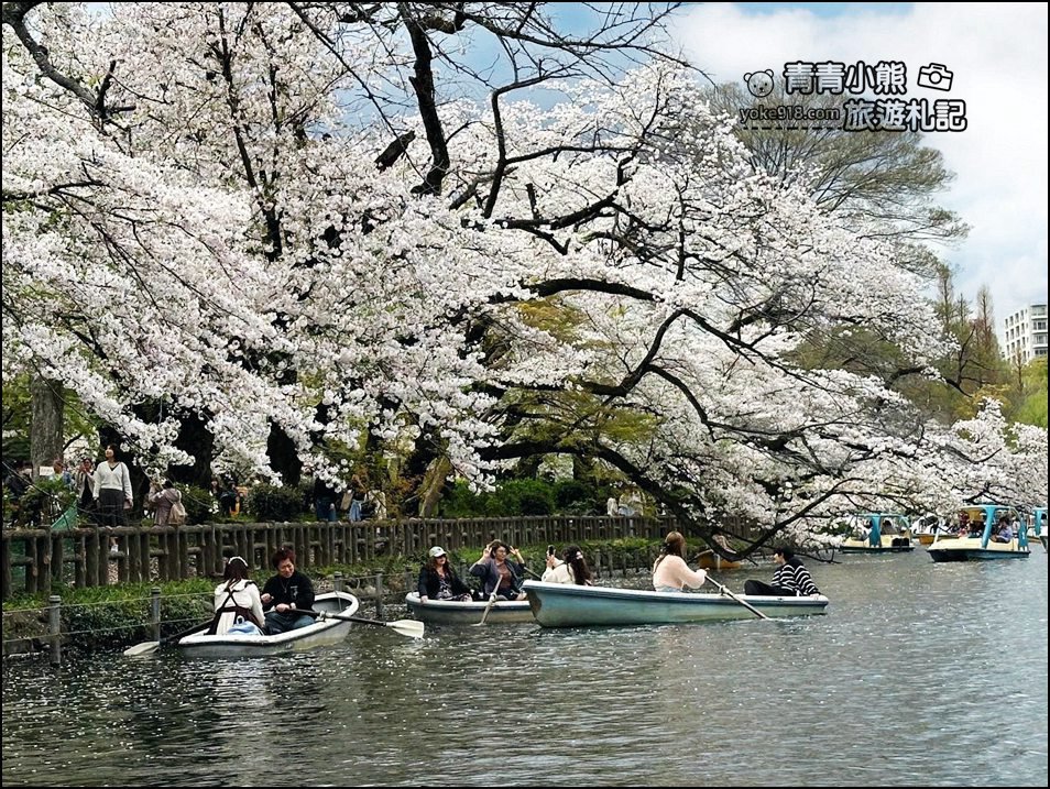 東京賞櫻景點》井之頭恩賜公園~吉祥寺櫻花名所百選，櫻花季來這划船賞櫻好悠閒 @青青小熊＊旅遊札記