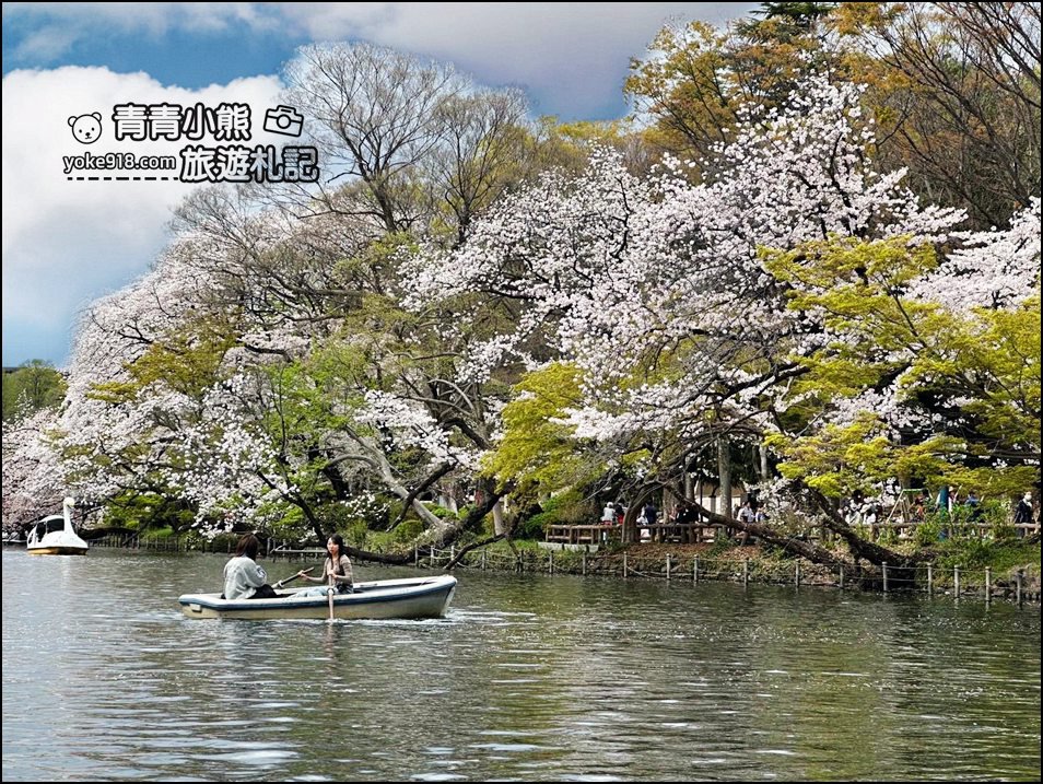 東京賞櫻景點》井之頭恩賜公園~吉祥寺櫻花名所百選，櫻花季來這划船賞櫻好悠閒 @青青小熊＊旅遊札記