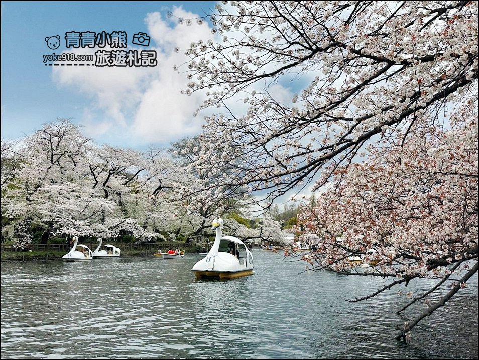 東京賞櫻景點》井之頭恩賜公園~吉祥寺櫻花名所百選，櫻花季來這划船賞櫻好悠閒 @青青小熊＊旅遊札記