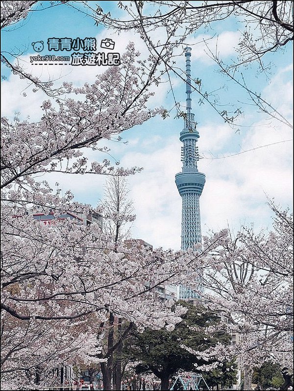 東京櫻花景點》錦糸町錦糸公園賞櫻花~與晴空塔一起野餐賞櫻 @青青小熊＊旅遊札記