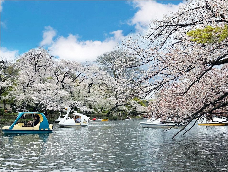 東京賞櫻景點》井之頭恩賜公園~吉祥寺櫻花名所百選，櫻花季來這划船賞櫻好悠閒 @青青小熊＊旅遊札記