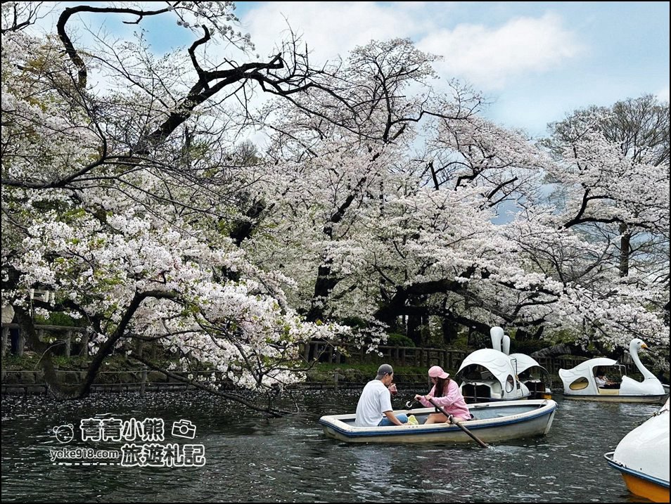 東京賞櫻景點》井之頭恩賜公園~吉祥寺櫻花名所百選，櫻花季來這划船賞櫻好悠閒 @青青小熊＊旅遊札記