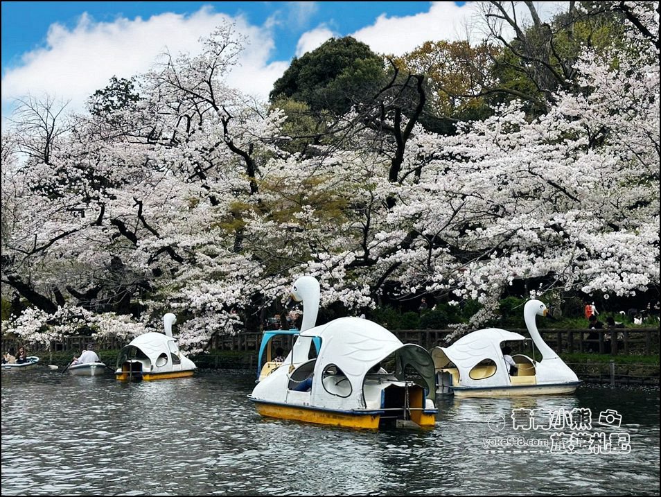 東京賞櫻景點》井之頭恩賜公園~吉祥寺櫻花名所百選，櫻花季來這划船賞櫻好悠閒 @青青小熊＊旅遊札記