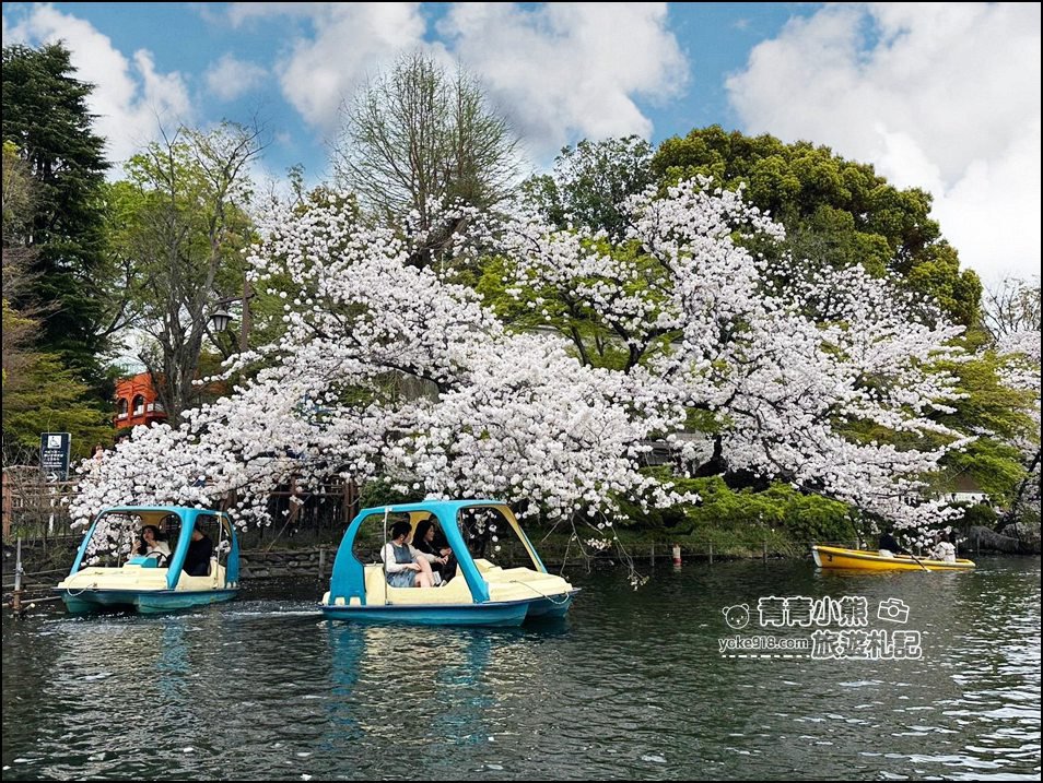 東京賞櫻景點》井之頭恩賜公園~吉祥寺櫻花名所百選，櫻花季來這划船賞櫻好悠閒 @青青小熊＊旅遊札記
