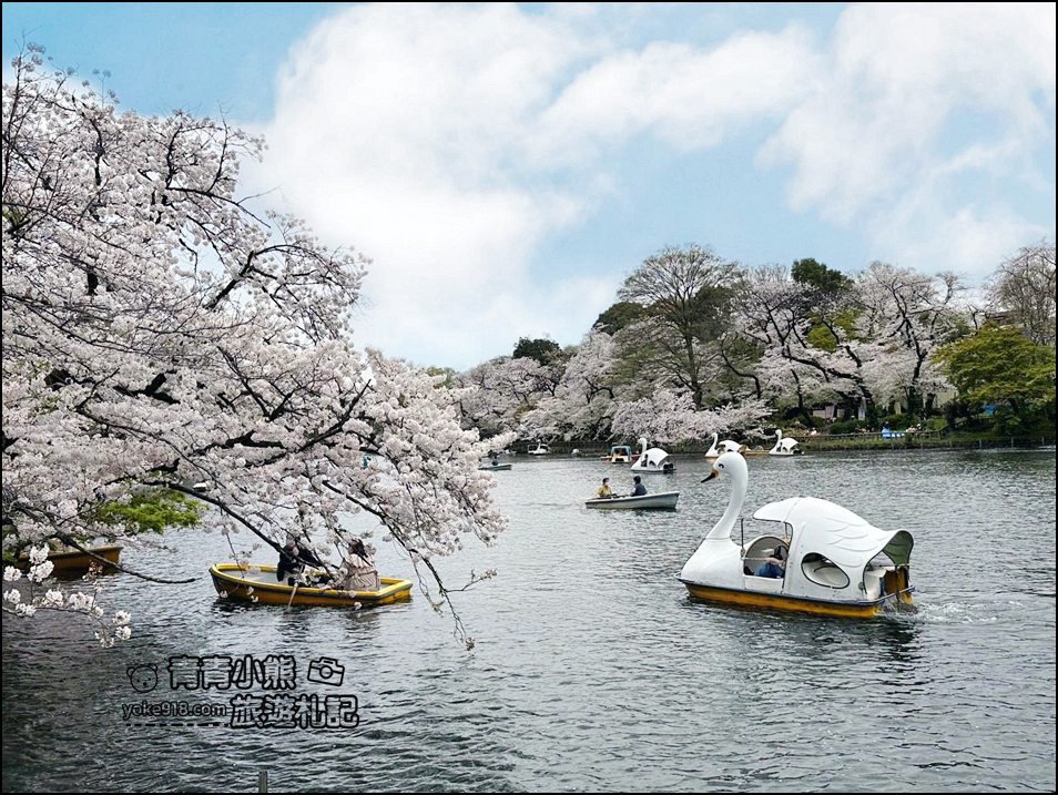 東京賞櫻景點》井之頭恩賜公園~吉祥寺櫻花名所百選，櫻花季來這划船賞櫻好悠閒 @青青小熊＊旅遊札記