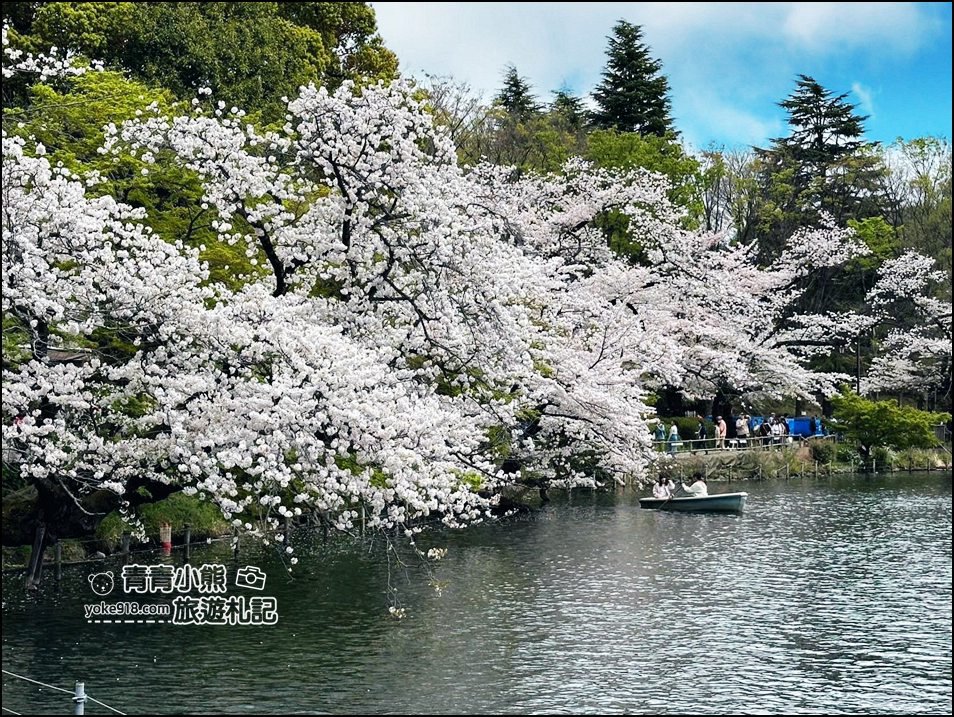 東京賞櫻景點》井之頭恩賜公園~吉祥寺櫻花名所百選，櫻花季來這划船賞櫻好悠閒 @青青小熊＊旅遊札記