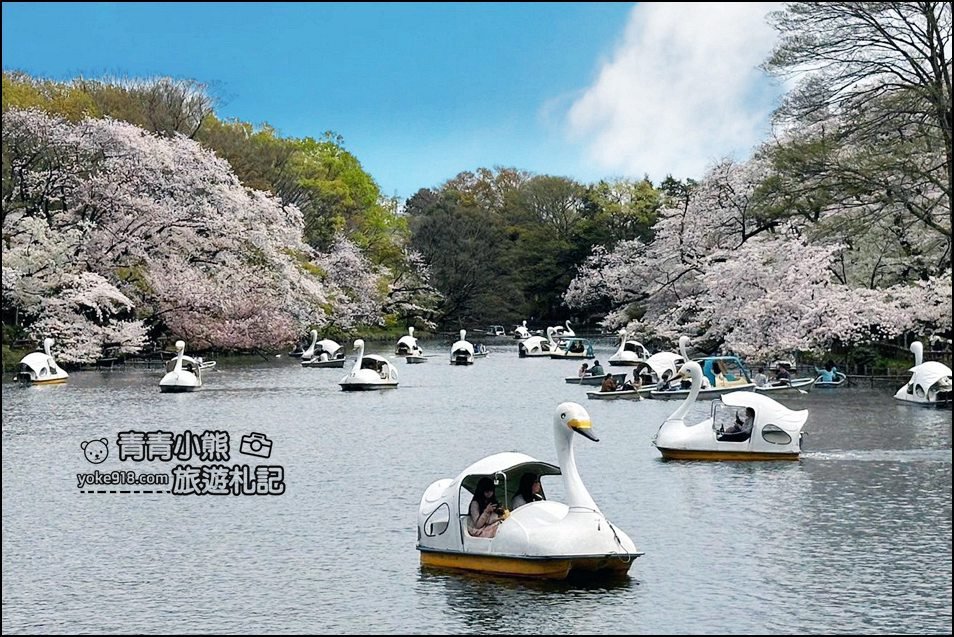 東京賞櫻景點》井之頭恩賜公園~吉祥寺櫻花名所百選，櫻花季來這划船賞櫻好悠閒 @青青小熊＊旅遊札記