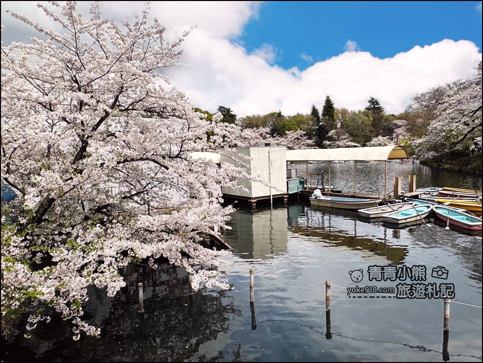 東京賞櫻景點》井之頭恩賜公園~吉祥寺櫻花名所百選，櫻花季來這划船賞櫻好悠閒 @青青小熊＊旅遊札記
