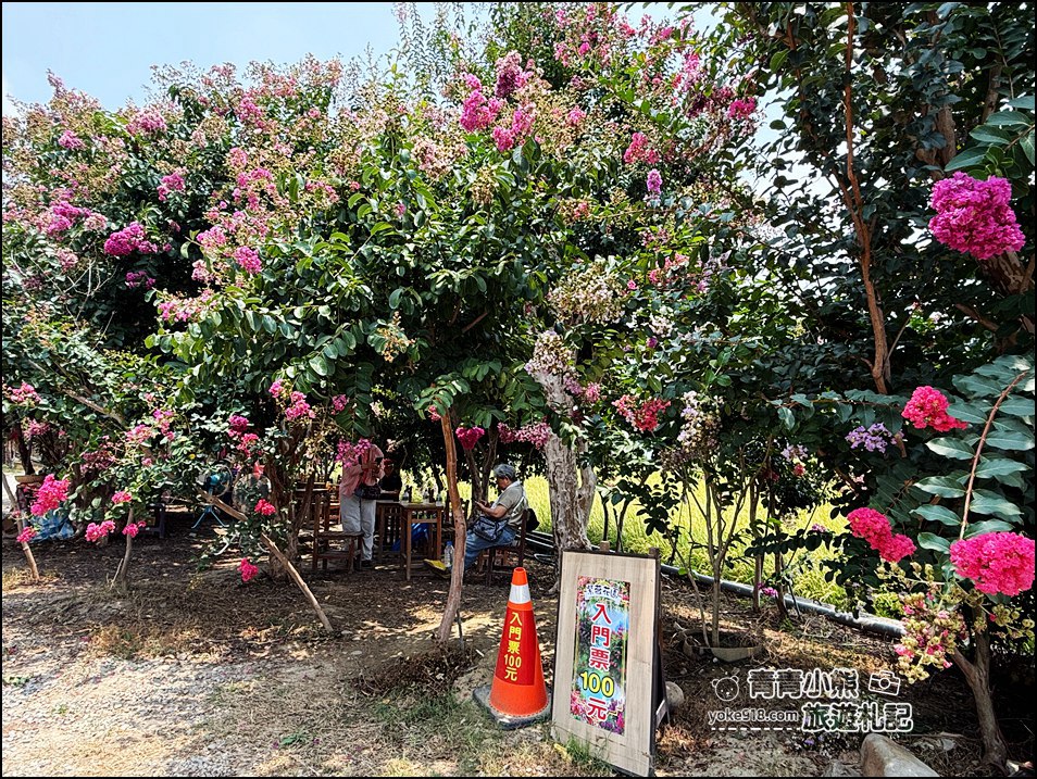 苗栗苑裡景點》紫薇花園花開了,各種繽紛色彩的花朵,走進花海大道超好拍 @青青小熊*旅遊札記 苗栗苑裡景點》紫薇花園花開了,各種繽紛色彩的花朵,走進花海大道超好拍 @青青小熊*旅遊札記