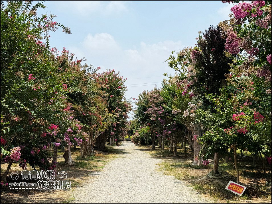 苗栗苑裡景點》紫薇花園花開了,各種繽紛色彩的花朵,走進花海大道超好拍 @青青小熊*旅遊札記 苗栗苑裡景點》紫薇花園花開了,各種繽紛色彩的花朵,走進花海大道超好拍 @青青小熊*旅遊札記