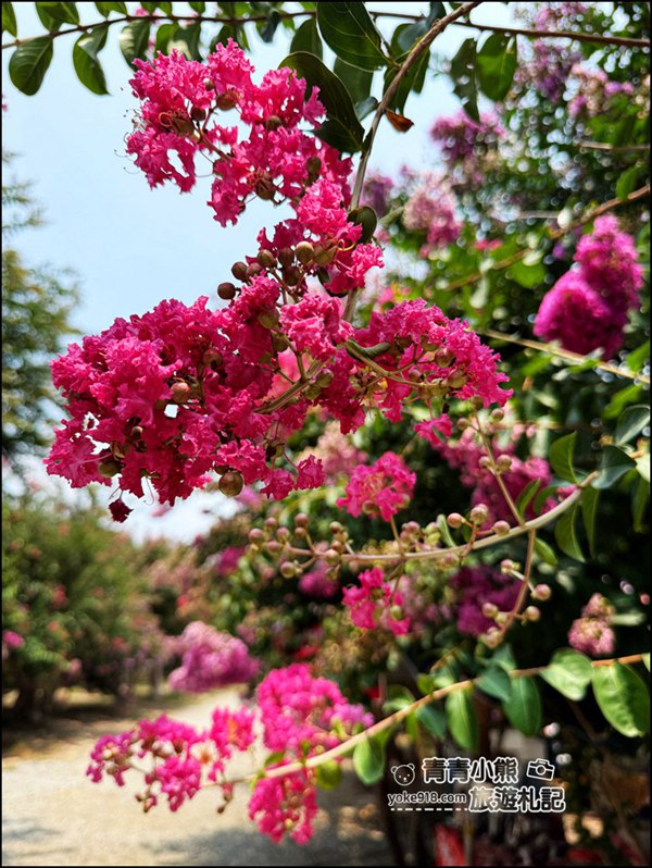 苗栗苑裡景點》紫薇花園花開了,各種繽紛色彩的花朵,走進花海大道超好拍 @青青小熊*旅遊札記 苗栗苑裡景點》紫薇花園花開了,各種繽紛色彩的花朵,走進花海大道超好拍 @青青小熊*旅遊札記
