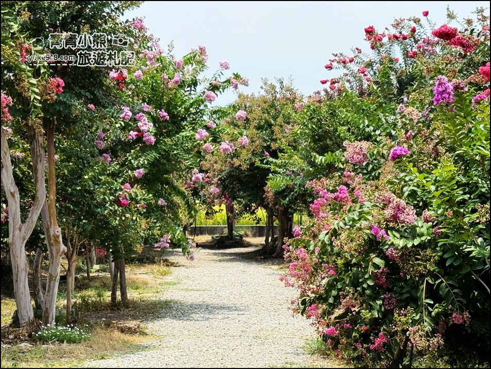苗栗苑裡景點》紫薇花園花開了，各種繽紛色彩的花朵，走進花海大道超好拍 @青青小熊＊旅遊札記