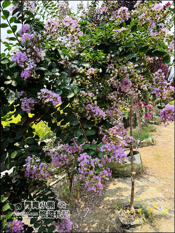 苗栗苑裡景點》紫薇花園花開了,各種繽紛色彩的花朵,走進花海大道超好拍 @青青小熊*旅遊札記 苗栗苑裡景點》紫薇花園花開了,各種繽紛色彩的花朵,走進花海大道超好拍 @青青小熊*旅遊札記