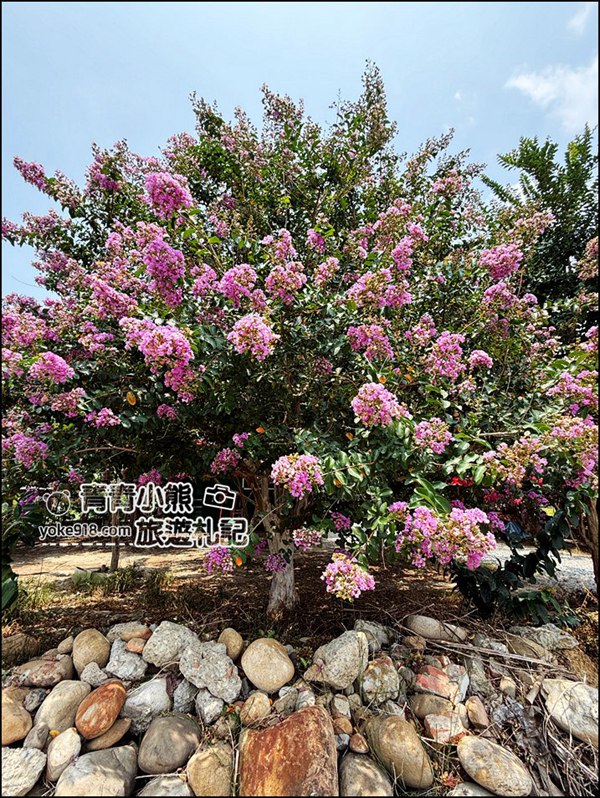 苗栗苑裡景點》紫薇花園花開了,各種繽紛色彩的花朵,走進花海大道超好拍 @青青小熊*旅遊札記 苗栗苑裡景點》紫薇花園花開了,各種繽紛色彩的花朵,走進花海大道超好拍 @青青小熊*旅遊札記