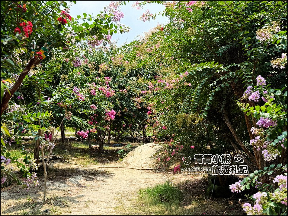 苗栗苑裡景點》紫薇花園花開了,各種繽紛色彩的花朵,走進花海大道超好拍 @青青小熊*旅遊札記 苗栗苑裡景點》紫薇花園花開了,各種繽紛色彩的花朵,走進花海大道超好拍 @青青小熊*旅遊札記