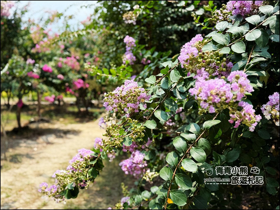 苗栗苑裡景點》紫薇花園花開了，各種繽紛色彩的花朵，走進花海大道超好拍 @青青小熊＊旅遊札記