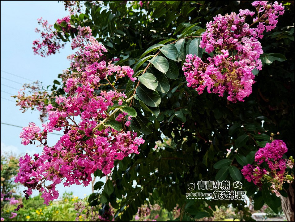 苗栗苑裡景點》紫薇花園花開了,各種繽紛色彩的花朵,走進花海大道超好拍 @青青小熊*旅遊札記 苗栗苑裡景點》紫薇花園花開了,各種繽紛色彩的花朵,走進花海大道超好拍 @青青小熊*旅遊札記
