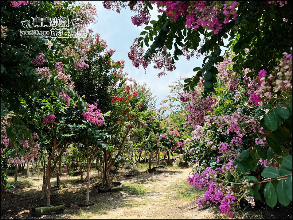 苗栗苑裡景點》紫薇花園花開了,各種繽紛色彩的花朵,走進花海大道超好拍 @青青小熊*旅遊札記 苗栗苑裡景點》紫薇花園花開了,各種繽紛色彩的花朵,走進花海大道超好拍 @青青小熊*旅遊札記