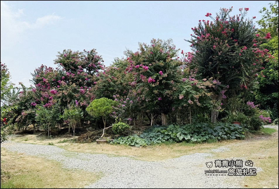 苗栗苑裡景點》紫薇花園花開了,各種繽紛色彩的花朵,走進花海大道超好拍 @青青小熊*旅遊札記 苗栗苑裡景點》紫薇花園花開了,各種繽紛色彩的花朵,走進花海大道超好拍 @青青小熊*旅遊札記