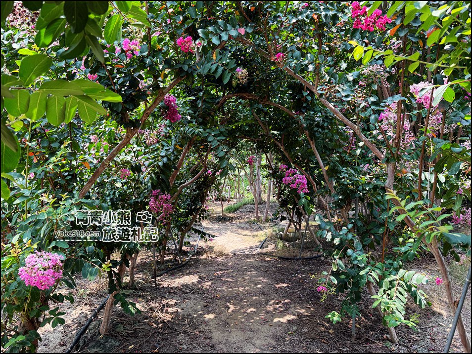 苗栗苑裡景點》紫薇花園花開了,各種繽紛色彩的花朵,走進花海大道超好拍 @青青小熊*旅遊札記 苗栗苑裡景點》紫薇花園花開了,各種繽紛色彩的花朵,走進花海大道超好拍 @青青小熊*旅遊札記