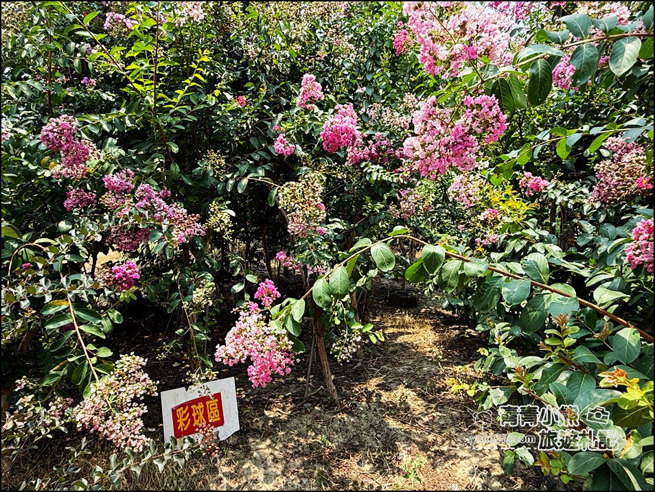 苗栗苑裡景點》紫薇花園花開了,各種繽紛色彩的花朵,走進花海大道超好拍 @青青小熊*旅遊札記 苗栗苑裡景點》紫薇花園花開了,各種繽紛色彩的花朵,走進花海大道超好拍 @青青小熊*旅遊札記