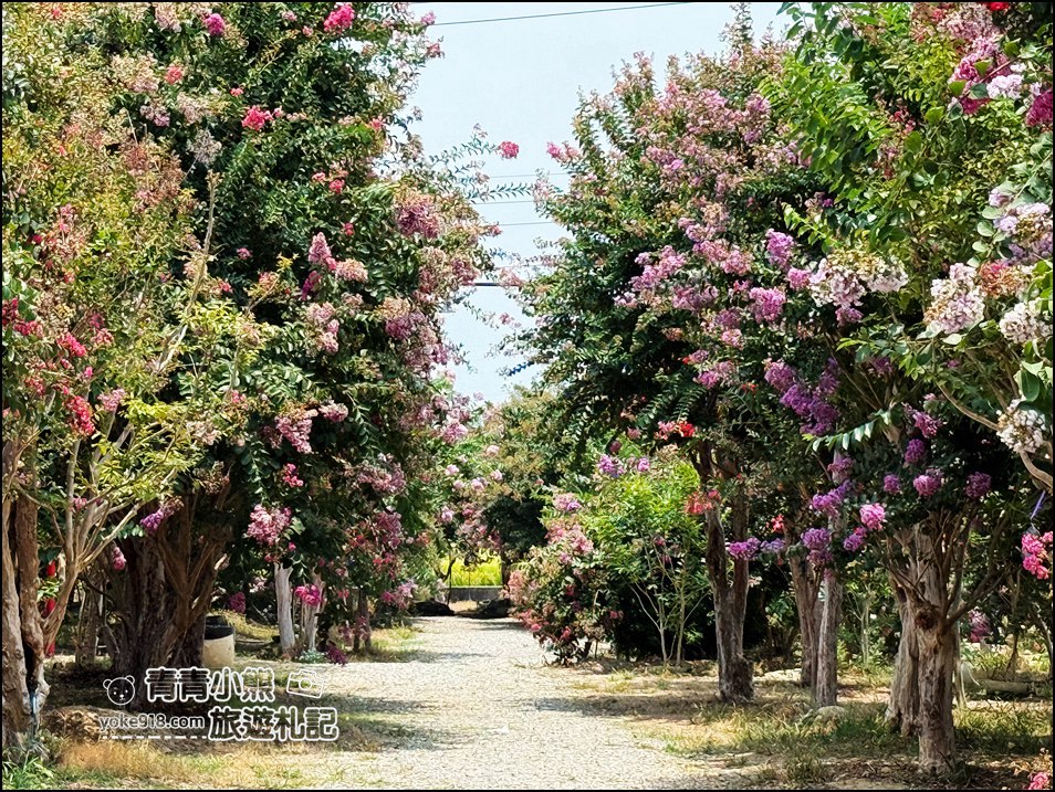 苗栗苑裡景點》紫薇花園花開了,各種繽紛色彩的花朵,走進花海大道超好拍 @青青小熊*旅遊札記 苗栗苑裡景點》紫薇花園花開了,各種繽紛色彩的花朵,走進花海大道超好拍 @青青小熊*旅遊札記