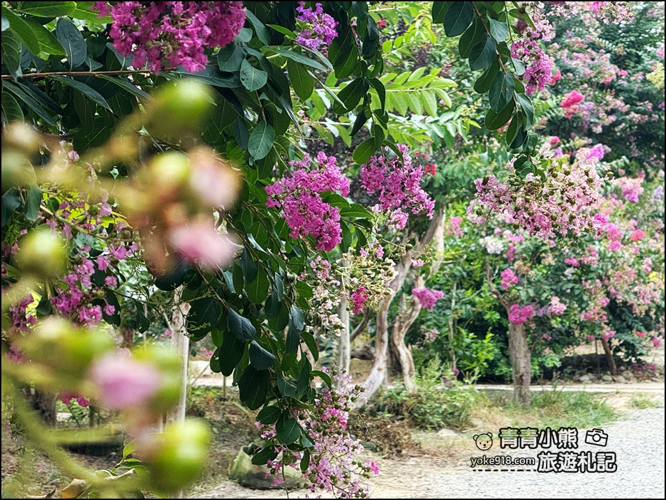 苗栗苑裡景點》紫薇花園花開了,各種繽紛色彩的花朵,走進花海大道超好拍 @青青小熊*旅遊札記 苗栗苑裡景點》紫薇花園花開了,各種繽紛色彩的花朵,走進花海大道超好拍 @青青小熊*旅遊札記