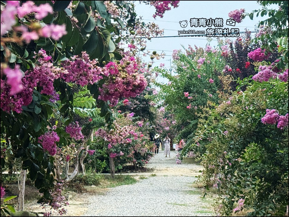 苗栗苑裡景點》紫薇花園花開了，各種繽紛色彩的花朵，走進花海大道超好拍 @青青小熊＊旅遊札記
