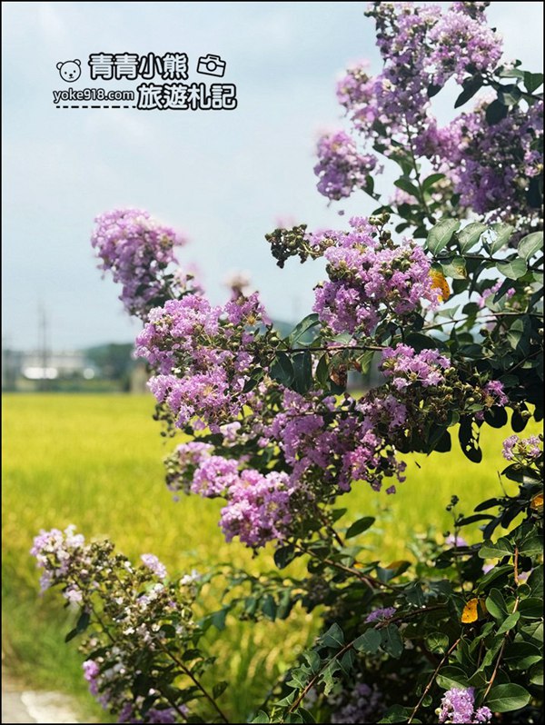 苗栗苑裡景點》紫薇花園花開了,各種繽紛色彩的花朵,走進花海大道超好拍 @青青小熊*旅遊札記 苗栗苑裡景點》紫薇花園花開了,各種繽紛色彩的花朵,走進花海大道超好拍 @青青小熊*旅遊札記