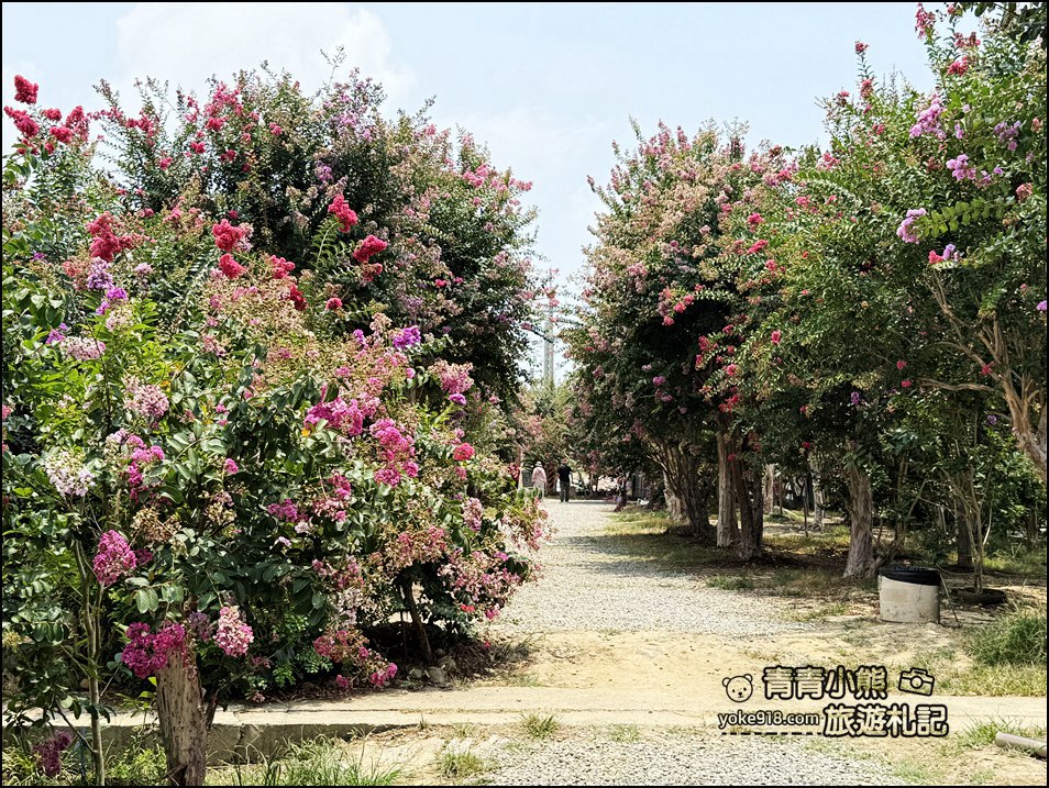 苗栗苑裡景點》紫薇花園花開了，各種繽紛色彩的花朵，走進花海大道超好拍 @青青小熊＊旅遊札記